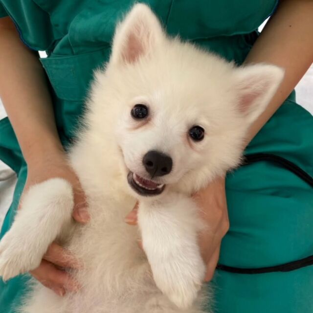 #今日の訓練実習のワンちゃん🐶 

#日本スピッツ 「マノン」ちゃん🎶

今日も訓練頑張りました😄
🐾
🐾
🐾
#いばらきどうぶつ専門学校 #動物専門学校 #いばどう