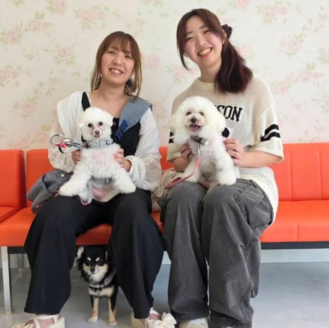 #卒業生 が遊びに来てくれました👏✨

今日は#担当犬 たちも一緒に遊びに来てくれました🐕️💕

2人とも卒業してからずっとトリマーとして頑張っていて、とても嬉しいです✨✨

また遊びにきてね🎶
🐾
🐾
🐾⁡
⁡⁡⁡#いばらきどうぶつ専門学校 #動物専門学校 #iASC自慢の卒業生