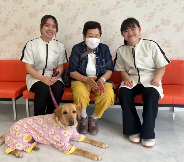 #今日のお客様ワンちゃん 🐶
⁡
 現役盲導犬活躍中 #ラブラドールレトリーバー の オクターちゃん 🦮︎💕︎

とっってもおりこうさんな女の子💝
トリミング後はエンジン全開🔥愛嬌いっぱいでみんなをメロメロに😍
⁡
またトリミング頑張ろうね🤗
🐾
🐾
🐾
⁡#いばらきどうぶつ専門学校 #いばどう #動物専門学校