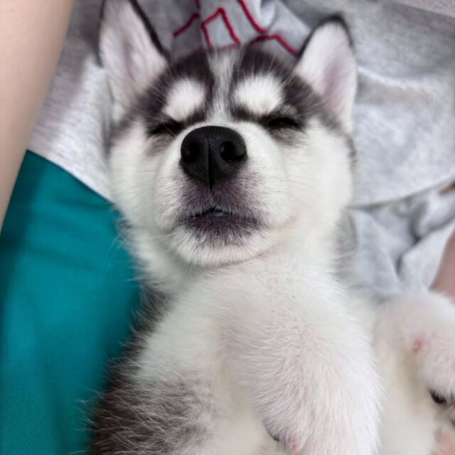 #今日の訓練実習のワンちゃん🐶 

#シベリアンハスキー 「小鳥」ちゃん🎶

パピートレーニング中にうとうと😴
🐾
🐾
🐾
#いばらきどうぶつ専門学校 #動物専門学校 #いばどう