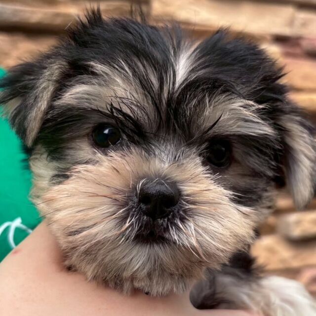 #担当犬🐶 が来ました✨

#ヨークシャーテリア 「若」ちゃん🌿
とっても元気な女の子です😊
ママと一緒に訓練頑張ろうね💕
🐾
🐾
🐾
#いばらきどうぶつ専門学校 #動物専門学校 #オンリーワンちゃん