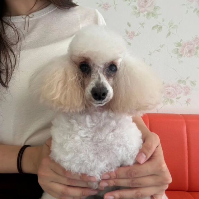 卒業生が遊びに来てくれました🐕️✨

トイプードル の｢ソウル」ちゃんをお迎えに来てくれました︎💕
⁡
これからもたくさん遊んでもらってね😊✨

🐾
🐾
🐾⁡
⁡⁡⁡#いばらきどうぶつ専門学校 #動物専門学校 #いばどう #可愛い卒業生 #iASC自慢の卒業生