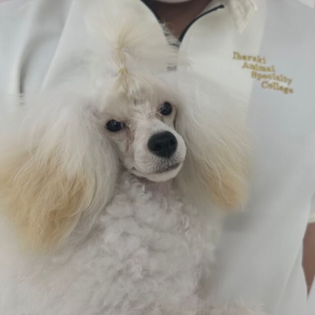 #担当犬🐶 が来ました‼️
#トイプードル の「りり〜」ちゃん🔔
⁡
元気いっぱい愛嬌満載な女の子です🤭💞
🐾
🐾
🐾
#いばらきどうぶつ専門学校 #動物専門学校 #オンリーワンちゃん