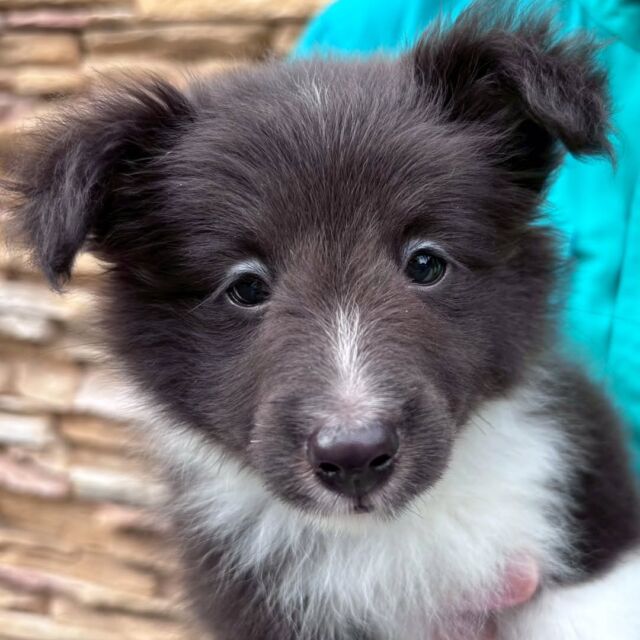 #担当犬🐶 が来ました✨

#シェットランドシープドッグ 「ベル」ちゃん🔔
元気いっぱいのやんちゃな女の子🌟
一緒に訓練頑張っていこうね😊
🐾
🐾
🐾
#いばらきどうぶつ専門学校 #動物専門学校 #オンリーワンちゃん