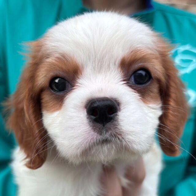 #担当犬🐶 が来ました✨

#キャバリアキングチャールズスパニエル 「うた」くん🎶
のびのびまったりマイペースな可愛い子です💕
訓練頑張ろうね✨
🐾
🐾
🐾
#いばらきどうぶつ専門学校 #動物専門学校 #オンリーワンちゃん
