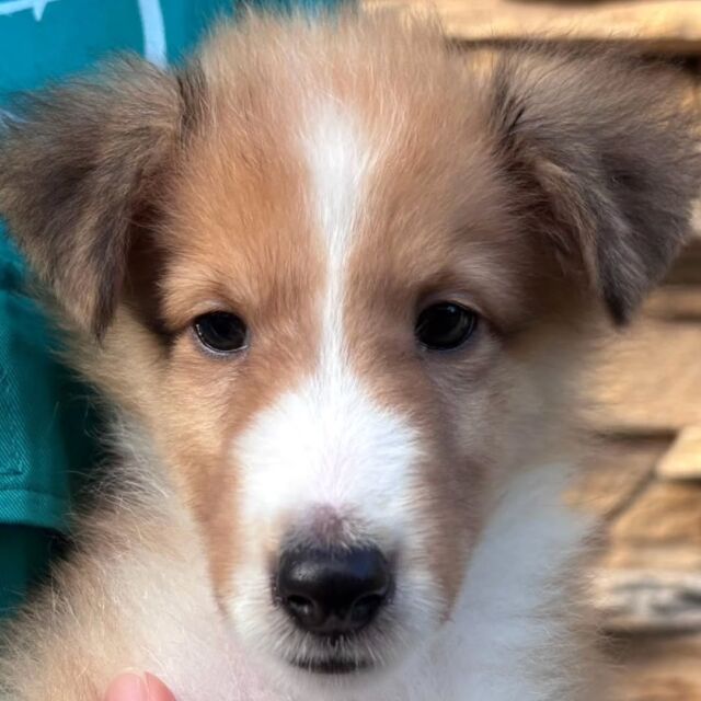#担当犬🐶 が来ました✨

#シェットランドシープドッグ 「しずく」ちゃん🫧
とっても元気な女の子💕
これから訓練頑張ろうね✨
🐾
🐾
🐾
#いばらきどうぶつ専門学校 #動物専門学校 #オンリーワンちゃん