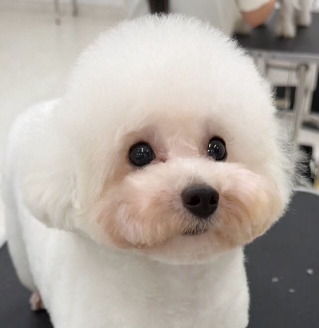 #今日の美容実習のワンちゃん 🐶

#トイプードル の女の子「ビラ」ちゃん💭
⁡
よく頑張ったご褒美に沢山遊んでもらって大満足💯
⁡🐾⁡⁡
🐾
🐾
⁡#いばらきどうぶつ専門学校 #いばどう