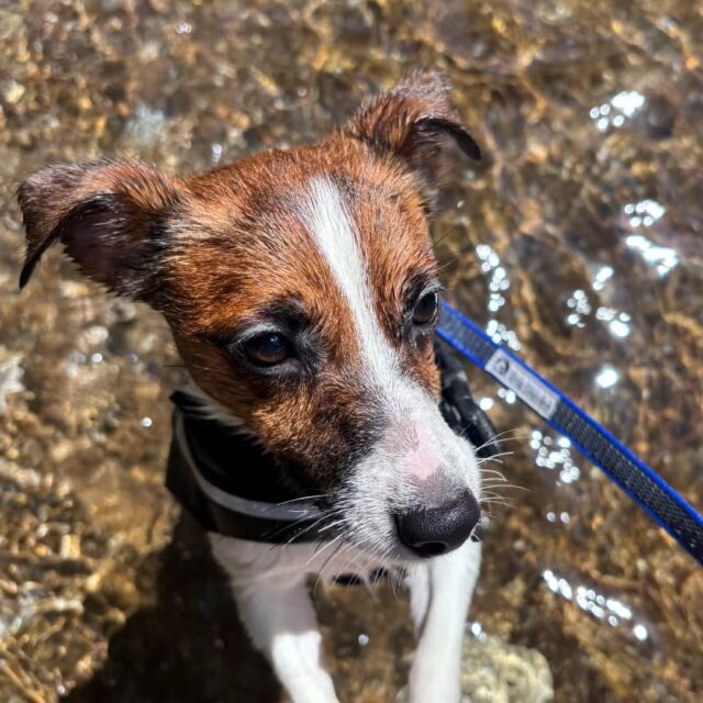 #担当犬と夏休み🍉🎐

#ジャックラッセルテリア のてんくん☀️
⁡
ママと一緒に綺麗な川に遊びに行ったよ🚗✨
お友達の日本スピッツリリィちゃんも一緒💕

上手に泳げたかな🐾？
🐾
🐾
🐾
⁡#いばらきどうぶつ専門学校 #いばどう #動物専門学校