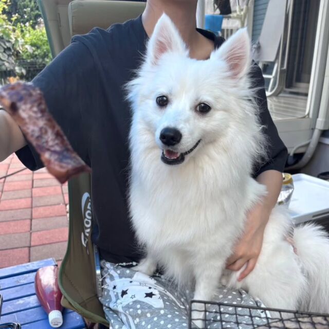 #担当犬と夏休み🍉🎐

 #日本スピッツ のリリィちゃん💐⚜️
⁡
ママとお友達のてんくん、ゆきみちゃんと一緒にバーベキュー＆川遊び😍

夏休み満喫中👍️✨
🐾
🐾
🐾
⁡#いばらきどうぶつ専門学校 #いばどう #動物専門学校