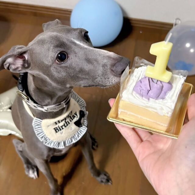 #担当犬と夏休み 🍉🎐

 #イタリアングレーハウンド のウィルくん🌟
⁡
お誕生日だったのでママがケーキを買ってくれました🎂🥳

お部屋も可愛く飾り付けしてもらって良かったね💓
🐾
🐾
🐾
⁡#いばらきどうぶつ専門学校 #いばどう #動物専門学校
