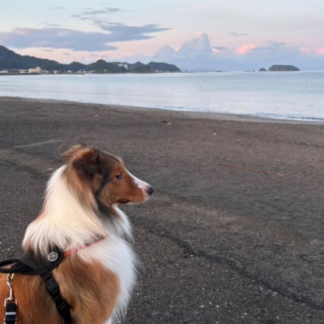 #担当犬と夏休み 🍉🎐

 #シェットランドシープドッグ のロルフくん✨
⁡
パパと一緒に日の出を見に行きました☀️

夏休み楽しく過ごしてね☺️💕
🐾
🐾
🐾
⁡#いばらきどうぶつ専門学校 #いばどう #動物専門学校