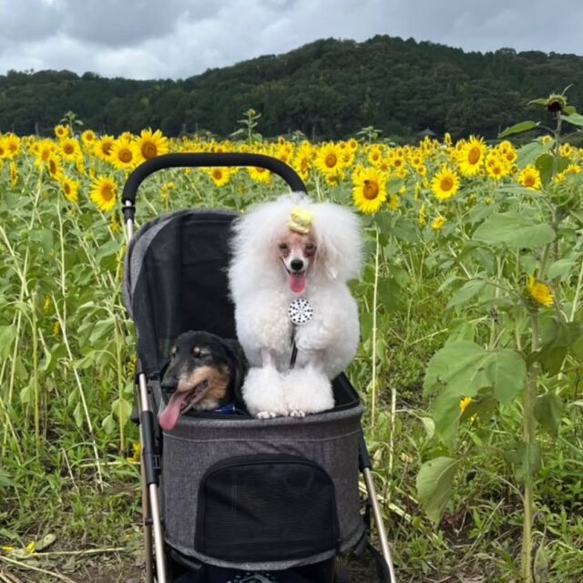 #担当犬と夏休み 🍉🎐

 #トイプードル のシェリーちゃん❣️
⁡
家族でひまわりを見に行きました🌻

夏休みたくさん思い出作ってね‼️
🐾
🐾
🐾
⁡#いばらきどうぶつ専門学校 #いばどう #動物専門学校