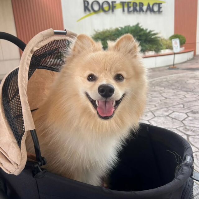 #担当犬と夏休み 🍉🎐

 #ポメラニアン のぽんくん🧸✨

ママと一緒にアウトレットにお出かけ🚗💕

とっても良い笑顔☺️
🐾
🐾
🐾
⁡#いばらきどうぶつ専門学校 #いばどう #動物専門学校