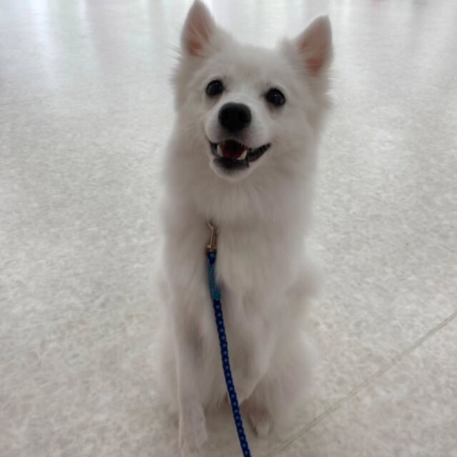 #今日の訓練実習のワンちゃん🐶 

#日本スピッツ「きあ」ちゃん🌺

夏休みの期間で一発芸の『ベック』を覚えていました😊
気持ちを切り替えて訓練頑張ろう🩵

🐾
🐾
🐾
#いばらきどうぶつ専門学校 #動物専門学校 #いばどう
