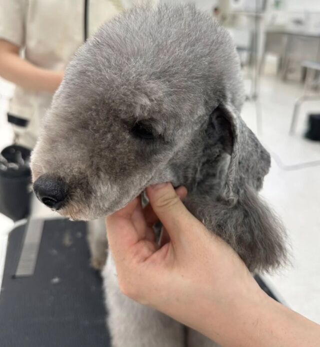 #今日の美容実習のワンちゃん 🐶

#トイプードル の女の子「ピア」ちゃん🧸
⁡
とってもおしとやかな優しい女の子🐦️💓
みんなに遊んでもらって尻尾がブンブン🐕🤭
⁡🐾⁡⁡
🐾
🐾
⁡#いばらきどうぶつ専門学校 #いばどう