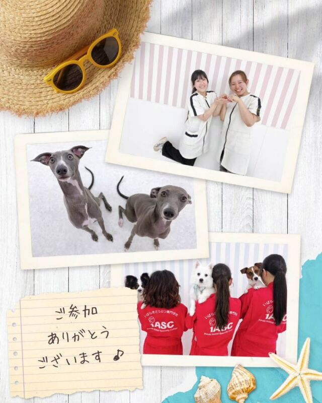 本日はオープンキャンパスにご参加いただきありがとうございました👏💕

在学生のみんな✨いつもお手伝いありがとう🙇‍♀️

夏休み🌻最後のオープンキャンパスもたくさんの方にお越しいただき、たくさんワンちゃんたちと体験していただきました☺️✨

9月からも毎月開催いたしますので、進路に悩んでいる方はぜひご参加ください🎶

次回のオープンキャンパスは9月12日(土)です✨

イベントの日程やご予約はプロフィール欄からHPへGO👉️@iasc_iasc
🐾
🐾
🐾
#いばらきとうぶつ専門学校#動物専門学校 #いばどう #在校生ありがとう