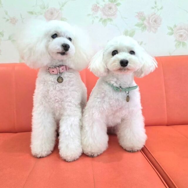 #卒業生 が遊びに来てくれました👏✨

#担当犬 たちも元気な姿を見せてくれて、学校内を探索してました☺️笑

トリマーのお仕事忙しいみたいですが、とっても頑張っているそうです✨

また遊びにきてね🎶
🐾
🐾
🐾⁡
⁡⁡⁡#いばらきどうぶつ専門学校 #動物専門学校 #iASC自慢の卒業生