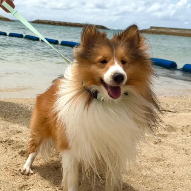 #担当犬と夏休み 🍉🎐

 #シェットランドシープドッグ のティノくん🦖
⁡
沖縄の綺麗な海と街にお出かけ🎶

夏休みたくさん楽しんでね💕
🐾
🐾
🐾
⁡#いばらきどうぶつ専門学校 #いばどう #動物専門学校