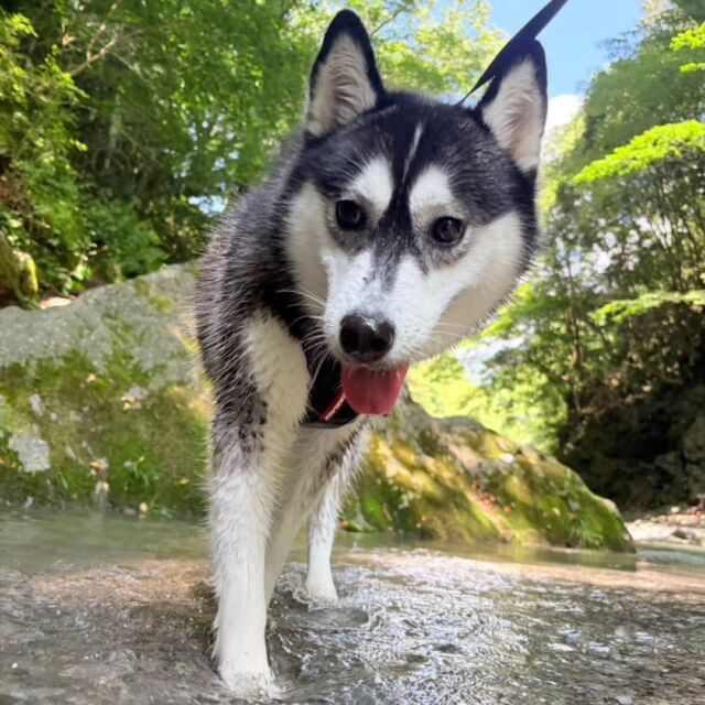 #担当犬と夏休み 🍉🎐

 #シベリアンハスキー の月音ちゃん🌙
⁡
お友達のシェフくんと川遊びをしました😊✨

一緒に遊べて良かったね💕
🐾
🐾
🐾
⁡#いばらきどうぶつ専門学校 #いばどう #動物専門学校