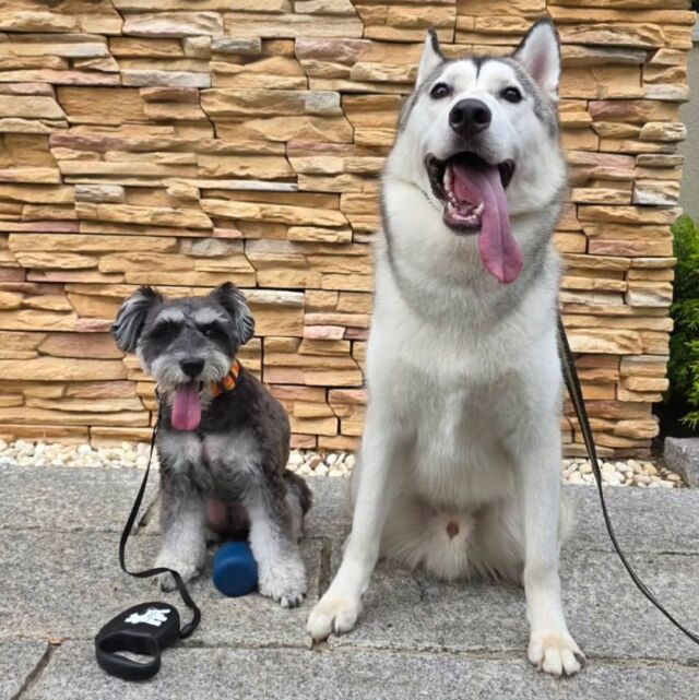 #卒業生 が遊びに来てくれました👏✨

#担当犬 たちも一緒に遊びにきてくれました👏💕
2人とも動物病院で頑張っている報告もしてくれました✨

また遊びにきてね🎶
🐾
🐾
🐾⁡
⁡⁡⁡#いばらきどうぶつ専門学校 #動物専門学校 #iASC自慢の卒業生