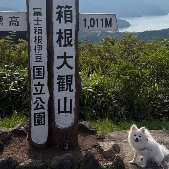 #担当犬と夏休み 🍉🎐

 #ポメラニアン のプリンちゃん🍮
⁡
ママと箱根に行って来ました🗻
カメラ目線バッチリだね👀📷️

たくさん思い出作ってね🐶💗
🐾
🐾
🐾
⁡#いばらきどうぶつ専門学校 #いばどう #動物専門学校