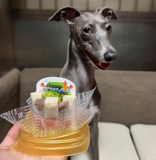#担当犬と夏休み 🍉🎐

 #イタリアングレーハウンド のレアちゃん✨

夏休みの間に誕生日を迎えて1歳になりました🎂

これからも一緒にがんばろう❤️‍🔥
🐾
🐾
🐾
⁡#いばらきどうぶつ専門学校 #いばどう #動物専門学校