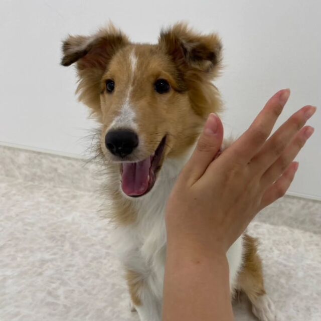 #今日の訓練実習のワンちゃん🐶 

#シェットランドシープドッグ 「アンナ」くん🍁

一発芸の『ハイタッチ』を見せてくれました🌟
訓練も一発芸もママと一緒に頑張っています🎶
🐾
🐾
🐾
#いばらきどうぶつ専門学校 #動物専門学校 #いばどう