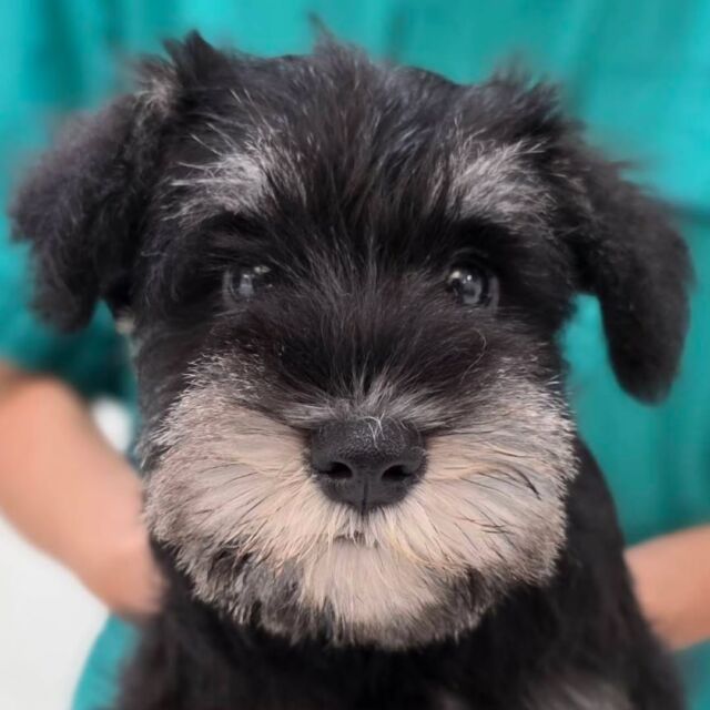 #担当犬🐶 が来ました✨

#ミニチュアシュナウザー 「あろ」ちゃん🌺

とっても賢い子女の子💕

これから色々なことを体験していこうね✨
🐾
🐾
🐾
#いばらきどうぶつ専門学校 #動物専門学校 #オンリーワンちゃん