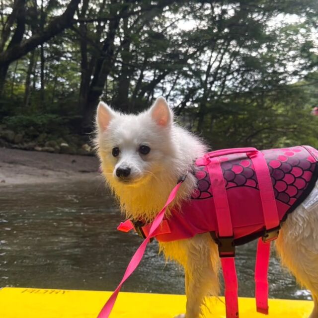 #担当犬と夏休み 🍉🎐

 #日本スピッツ のきあちゃん✨

ぷりんちゃんとリノくんと一緒に川に遊びに行ったよ🚗💕

ボードにも上手に乗れてます👍️
🐾
🐾
🐾
⁡#いばらきどうぶつ専門学校 #いばどう #動物専門学校