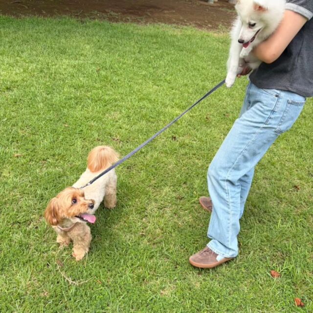 #担当犬と夏休み 🍉🎐

 #日本スピッツ のマノンちゃん🍀

先住犬と一緒にお散歩に行きました✨😊

一緒に行けて良かったね💕
🐾
🐾
🐾
⁡#いばらきどうぶつ専門学校 #いばどう #動物専門学校