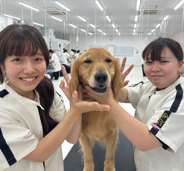 #今日の美容実習のワンちゃん 🐶
⁡
ゴールデンレトリーバー🐶
女の子の｢ナラ｣ちゃん💕
男の子の｢シンバ｣くん🦁
⁡
とってもお利口さんにできました👏
⁡
⁡🐾⁡⁡
🐾
🐾
⁡#いばらきどうぶつ専門学校 #いばどう #動物専門学校 #動物専門