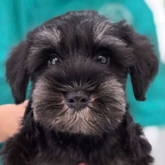 #担当犬🐶 が来ました✨

#ミニチュアシュナウザー 「リンク」くん💫

パワフルな男の子👍️

ママと一緒に頑張っていこうね👏💕
🐾
🐾
🐾
#いばらきどうぶつ専門学校 #動物専門学校 #オンリーワンちゃん