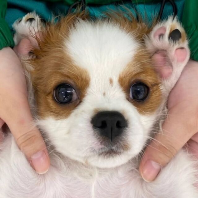 #今日の訓練実習のワンちゃん🐶 

#キャバリアキングチャールズスパニエル 「うた」くん🎵

今日はパピートレーニングを頑張りました👏💕

🐾
🐾
🐾
#いばらきどうぶつ専門学校 #動物専門学校 #いばどう