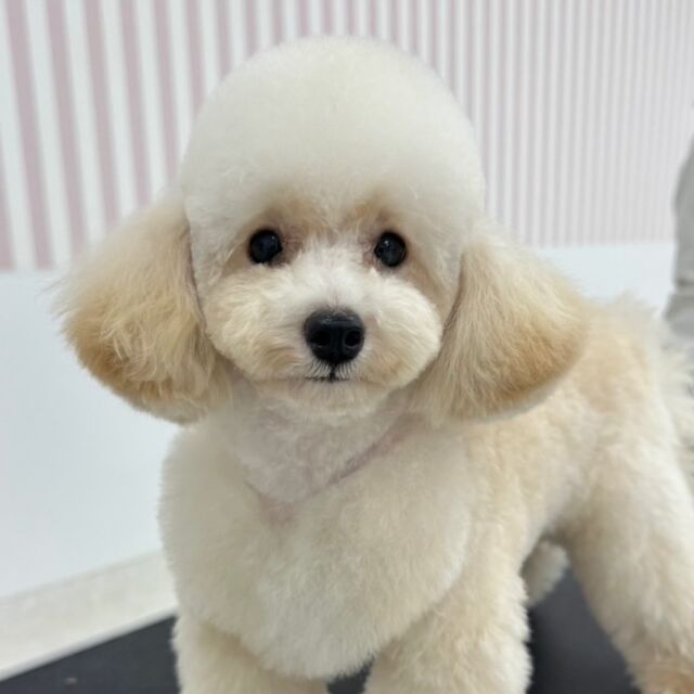 #今日の美容実習のワンちゃん 🐶

#トイプードル の女の子「ルイ」ちゃん💕
⁡
🐶『お胸のハートかわいいでしょ~？』
⁡
よく頑張りました~💪
⁡🐾⁡⁡
🐾
🐾
⁡#いばらきどうぶつ専門学校 #いばどう