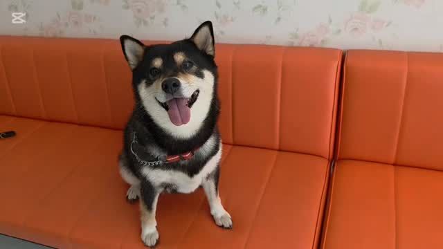 #卒業生 が遊びに来てくれました👏✨

#担当犬 柴犬もみじ🍁ちゃんも一緒でした☺️

もみじ🍁ちゃん得意の「ワンッ！」🐾
元気で可愛いです❣️

また遊びにきてね🎶
🐾
🐾
🐾⁡
⁡⁡⁡#いばらきどうぶつ専門学校 #動物専門学校 #iASC自慢の卒業生