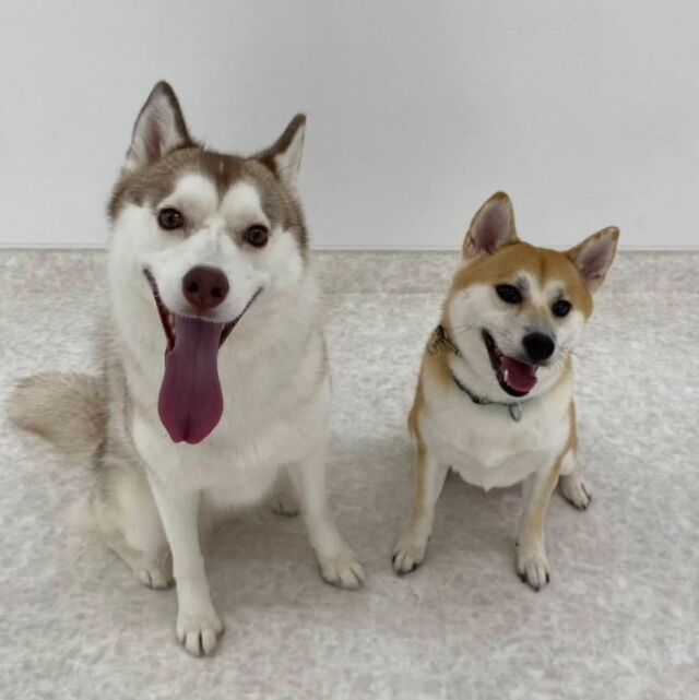 #卒業生 が遊びに来てくれました👏✨

#担当犬 シベリアンハスキーのはすみちゃん🪷　
柴犬のしゃけちゃん🐟️
柴犬のもみじちゃん🍁

お仕事頑張っている報告もあって、先生たちも嬉しかったです✨

また遊びにきてね🎶
🐾
🐾
🐾⁡
⁡⁡⁡#いばらきどうぶつ専門学校 #動物専門学校 #iASC自慢の卒業生