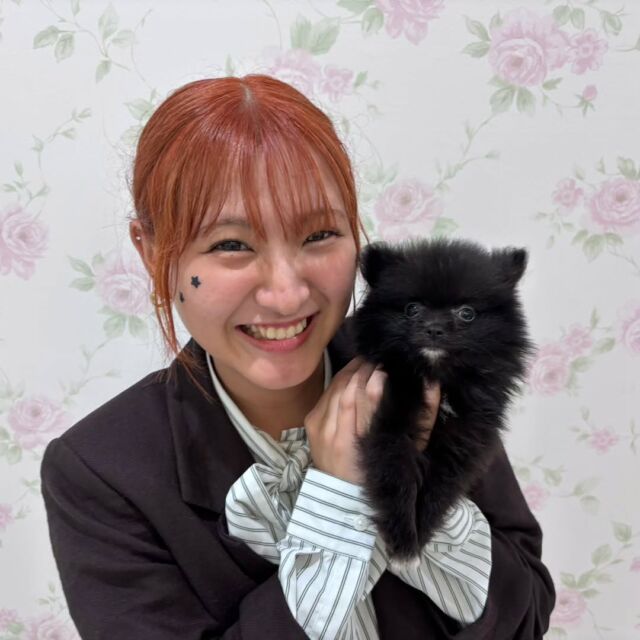 #担当犬🐶 が来ました✨

#ポメラニアン 「スージー」ちゃん🧸

小さいけどとってもパワフルな女の子🐦️

これから訓練頑張ろう✨
🐾
🐾
🐾
#いばらきどうぶつ専門学校 #動物専門学校 #オンリーワンちゃん