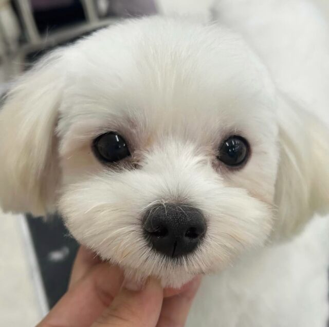 #今日の美容実習のワンちゃん 🐶

#マルチーズの｢みるく｣ちゃん🍼
⁡
甘えん坊なみるくちゃん👼🏻
よくがんばりました〜🍒
🐾⁡
⁡ 🐾⁡
⁡🐾⁡
⁡#いばらきどうぶつ専門学校