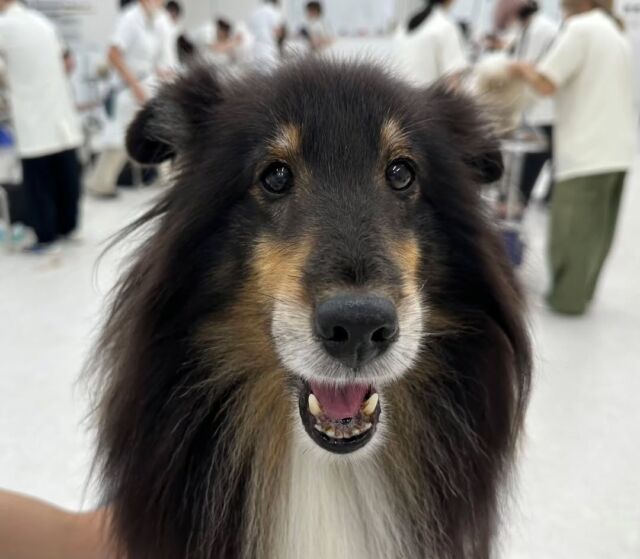 #今日の美容実習のワンちゃん 🐶
⁡
シェットランドシープドッグ🐶
女の子の｢一歩｣ちゃん💕
⁡
ニコニコ笑顔の可愛い女の子🐦️
今日もよくできました☺️✨
⁡
⁡🐾⁡⁡
🐾
🐾
⁡#いばらきどうぶつ専門学校 #いばどう #動物専門学校 #動物専門
