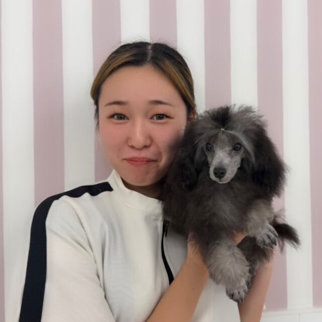 #担当犬🐶 が来ました✨

#トイプードル 「ティガー」くん🐅🧡
⁡
元気いっぱいパワフルな男の子🥸
ショーカット頑張ろうね👼🏻
🐾
🐾
🐾
#いばらきどうぶつ専門学校 #動物専門学校 #オンリーワンちゃん