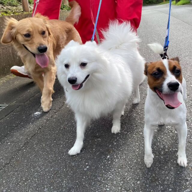 #今日の訓練実習のワンちゃん🐶 

#ゴールデンレトリーバー 「おでん」くん🍢
#日本スピッツ 「リリィ」ちゃん🫧
#ジャックラッセルテリア 「てん」くん☀️

楽しくお散歩できました😊✨

#いばらき動物専門学校