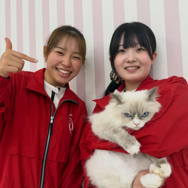 今日の #美容実習 は#猫実習 を行いました🐈⸒⸒⸒⸒
⁡
1年生も作業になれ素早く仕上げることができました👏
いつも通りもふもふニャンコに癒されまくり大満足な1日でした💯
🐾
🐾
🐾
#いばらきどうぶつ専門学校