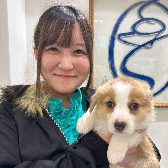 #担当犬🐶 が来ました✨

#ウェルシュ・コーギー・ペンブローク 「ちぃ」ちゃん🧸

元気いっぱいな可愛い女の子💕
お母さんもメロメロ🥰

これから訓練一緒に頑張ろう🩵
🐾
🐾
🐾
#いばらきどうぶつ専門学校 #動物専門学校 #オンリーワンちゃん