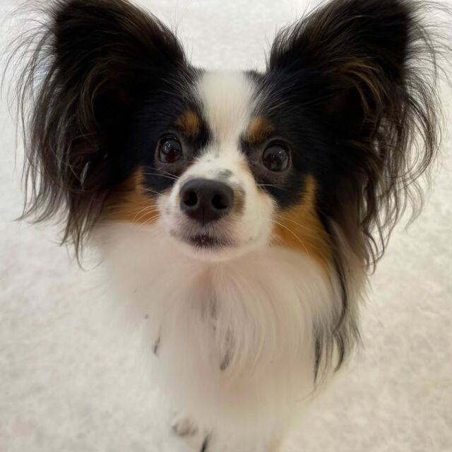 #今日の訓練実習のワンちゃん🐶 

#パピヨン の「カノア」くん🌊
アイコンタクトばっちり❕️😊

🐾
🐾
🐾
#いばらきどうぶつ専門学校 #動物専門学校 #いばどう