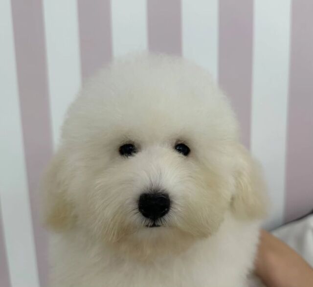 学生が育てている仔犬ちゃんたち🐶✨
⁡初めてのお顔カット✂️🎶
⁡⁡
⁡可愛いお顔がよく見えました💕🐕️
🐾
🐾
🐾⁡
#いばらきどうぶつ専門学校 #動物専門学校 #いばどう#トイプードル