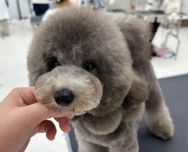 #今日の美容実習のワンちゃん 🐶

#トイプードル の男の子「スター」くん🌟
⁡
⁡とっても元気な男の子💙
デザインカット頑張りました🐾🎀
⁡🐾⁡⁡
🐾
🐾
⁡#いばらきどうぶつ専門学校 #いばどう