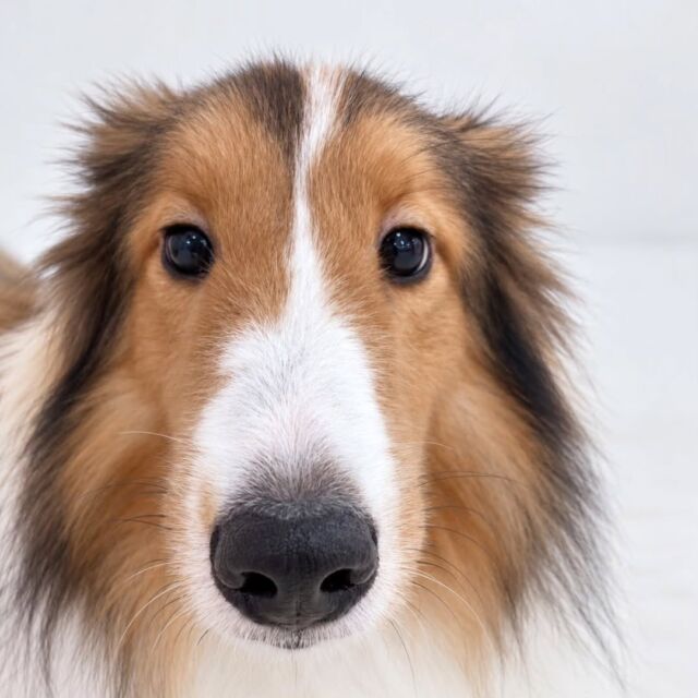 #今日の訓練実習のワンちゃん🐶 
#シェットランドシープドッグ の「ロルフ」くん☀️

今日も訓練頑張りました🤗
🐾
🐾
🐾
🐾
#いばらきどうぶつ専門学校 #動物専門学校 #いばどう