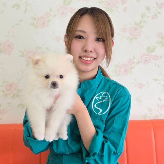 #担当犬🐶 が来ました✨

#ポメラニアン の「ライチくん」です💕

タレ目の可愛い男の子🎶
訓練頑張ろうね✨
🐾
🐾
🐾
#いばらきどうぶつ専門学校 #動物専門学校 #オンリーワンちゃん