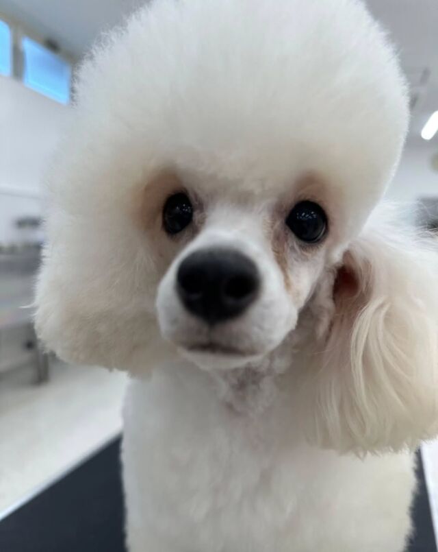 #今日の美容実習のワンちゃん 🐶

#トイプードル の女の子「ミッフィー」ちゃん🐇
⁡
天真爛漫な可愛い女の子💞
キュルキュルお目々でみんなのハートを撃ち抜きます❤️‍🔥
⁡🐾⁡⁡
🐾
🐾
⁡#いばらきどうぶつ専門学校 #いばどう
