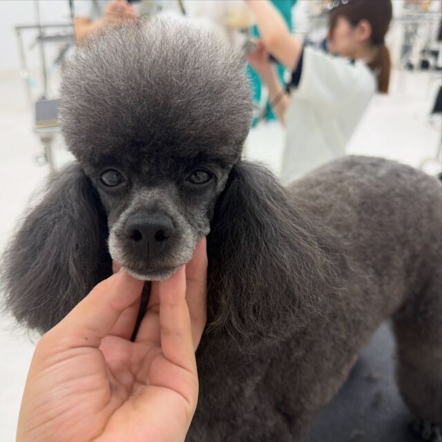 #今日の美容実習のワンちゃん 🐶

#トイプードル の女の子「キュレム」ちゃん💎
⁡
うとうとしながらも最後まで頑張ってました😪💞
⁡🐾⁡⁡
🐾
🐾
⁡#いばらきどうぶつ専門学校 #いばどう